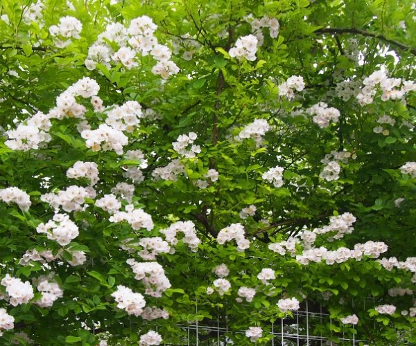パーゴラ・アーチ・フェンスなど植物を絡める場所
