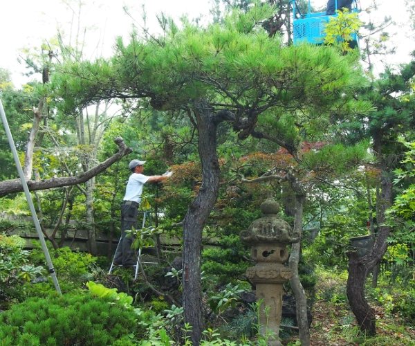 庭木の剪定