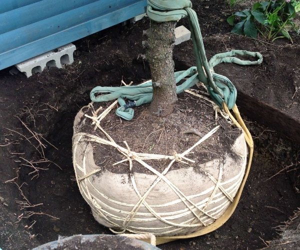 庭木の植え込み・移植