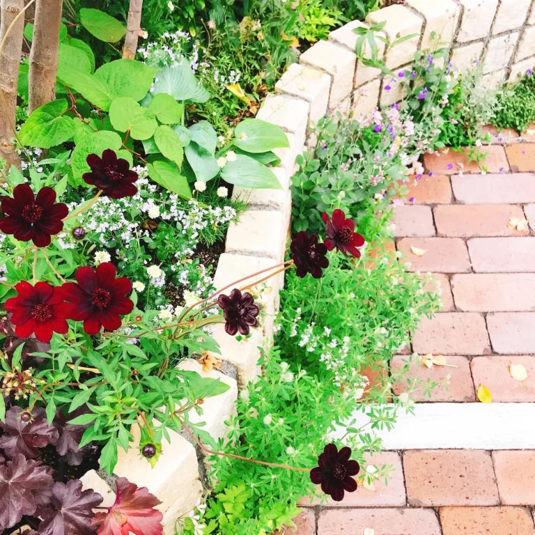 菜園・植栽スペース