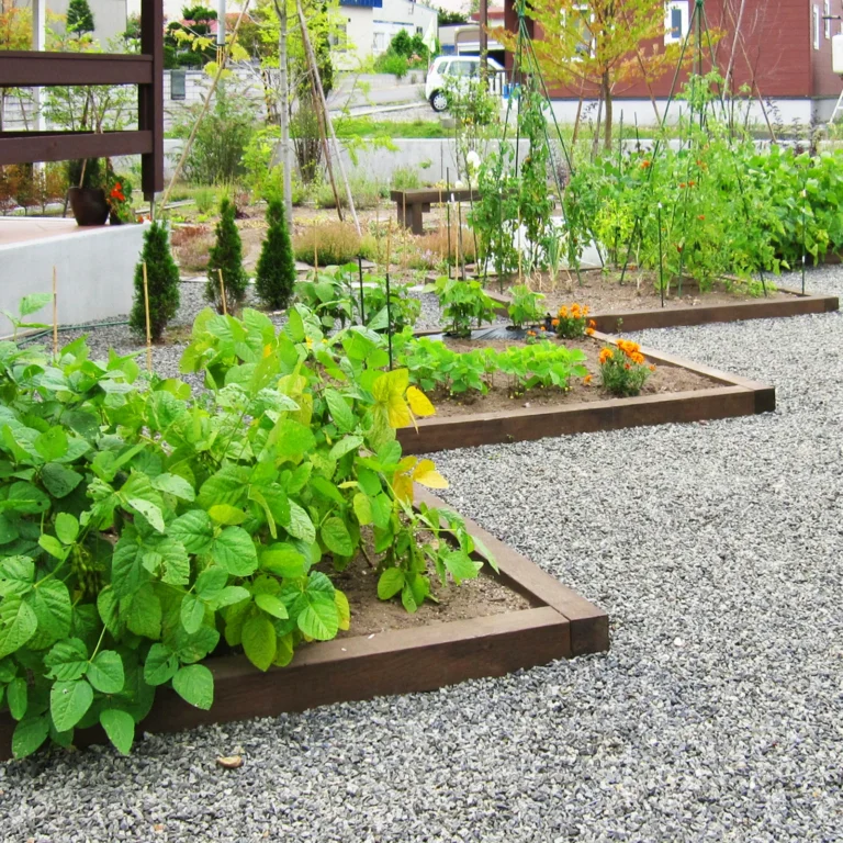 菜園・植栽スペース