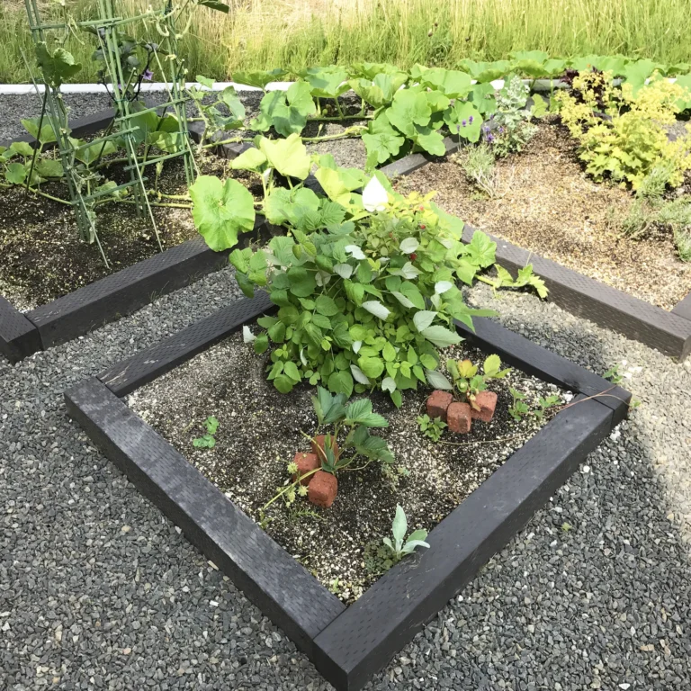 菜園・植栽スペース