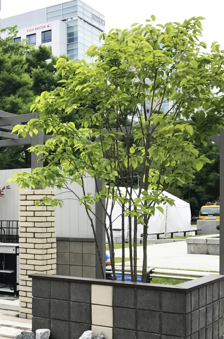 シンボルツリー・低木